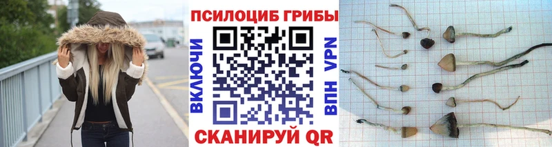 Псилоцибиновые грибы Psilocybe  Абакан 